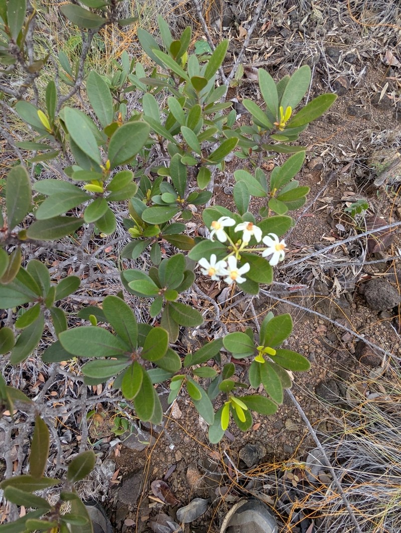 Baloghia drimiflora photo 3