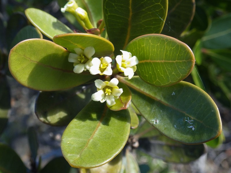 Baloghia drimiflora photo 4