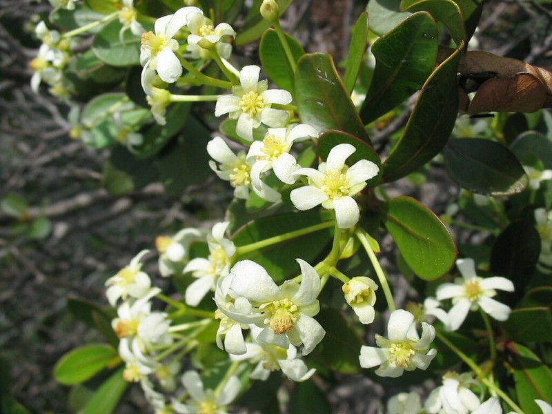 Baloghia drimiflora photo 5