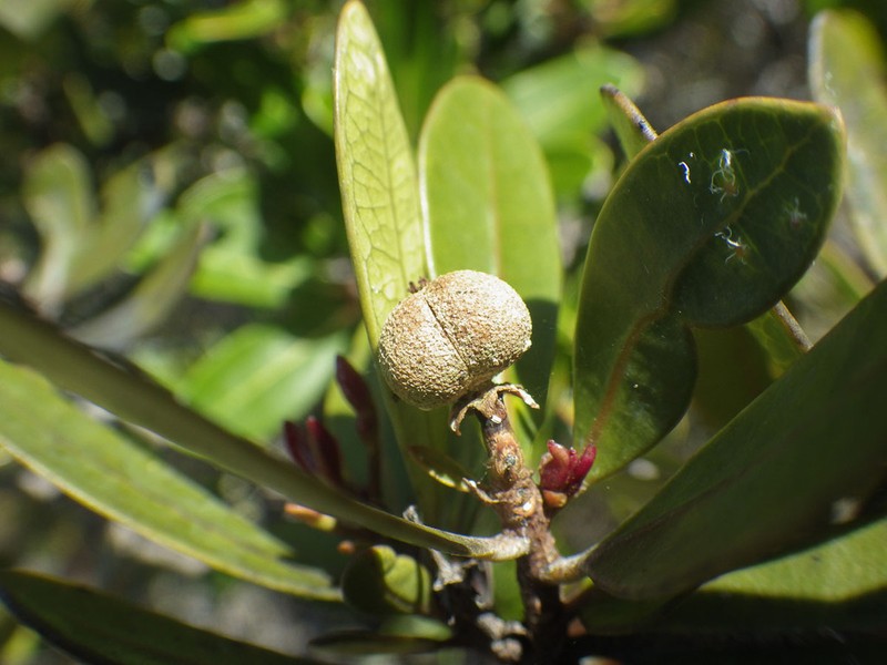 Baloghia drimiflora photo 6