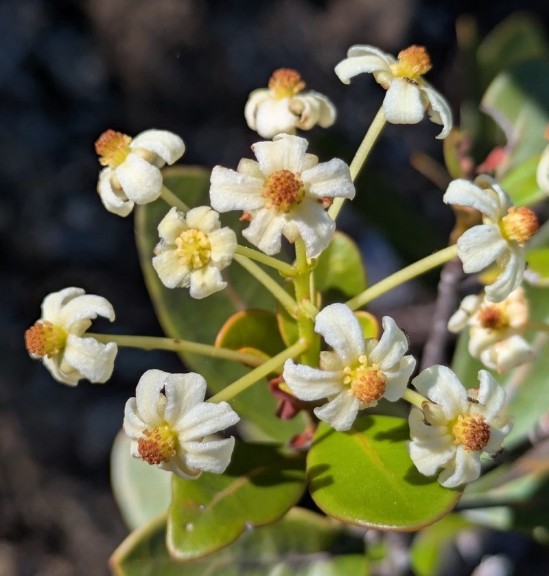Baloghia drimiflora photo 7