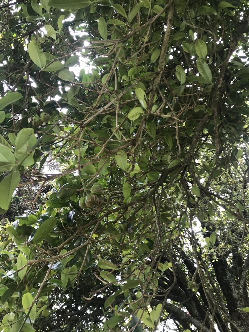 Baloghia inophylla photo 2