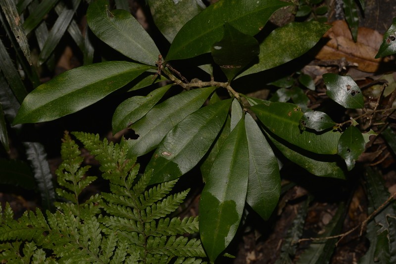 Baloghia inophylla photo 3