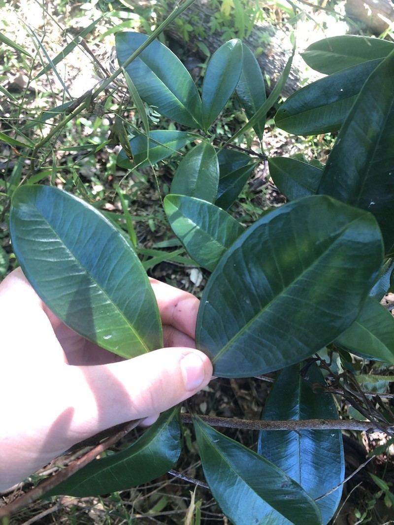 Baloghia inophylla photo 4