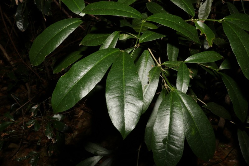 Baloghia inophylla photo 5