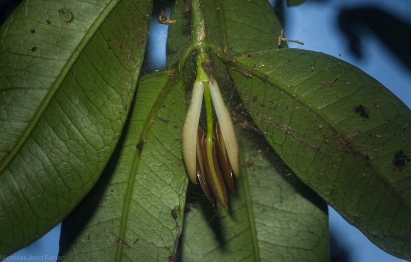 Baloghia inophylla photo 6