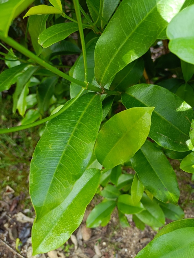 Baloghia inophylla photo 7