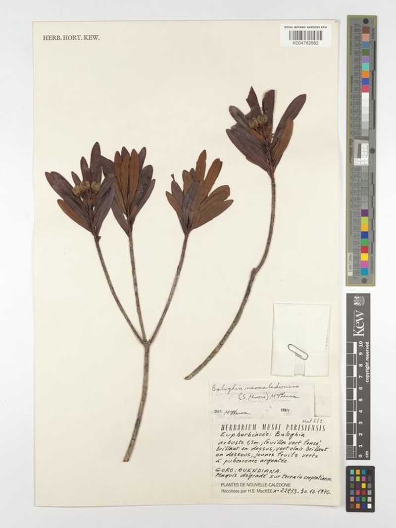 Baloghia neocaledonica