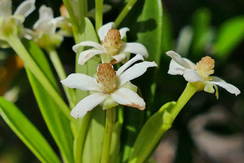 Baloghia neocaledonica photo 2