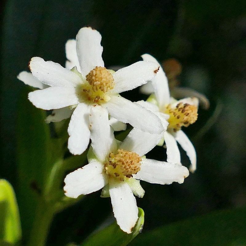 Baloghia neocaledonica photo 3