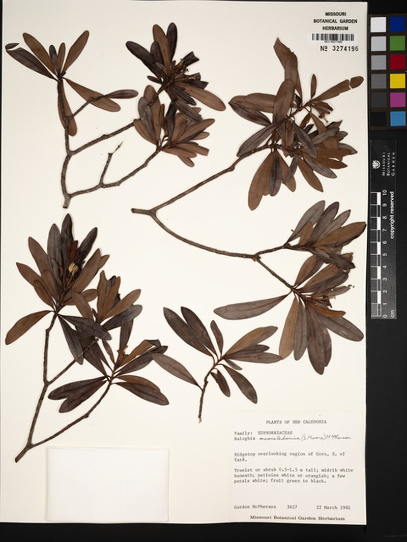 Baloghia neocaledonica photo 4