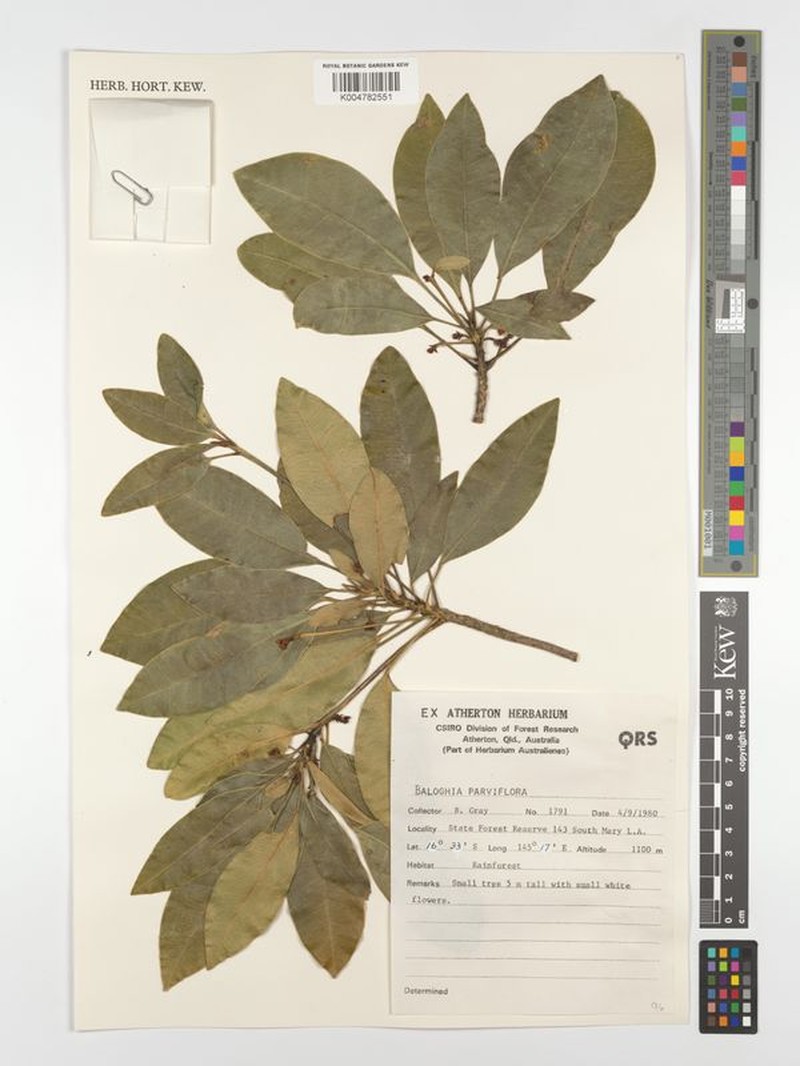 Baloghia parviflora