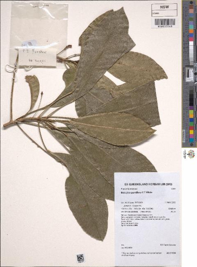 Baloghia parviflora photo 2