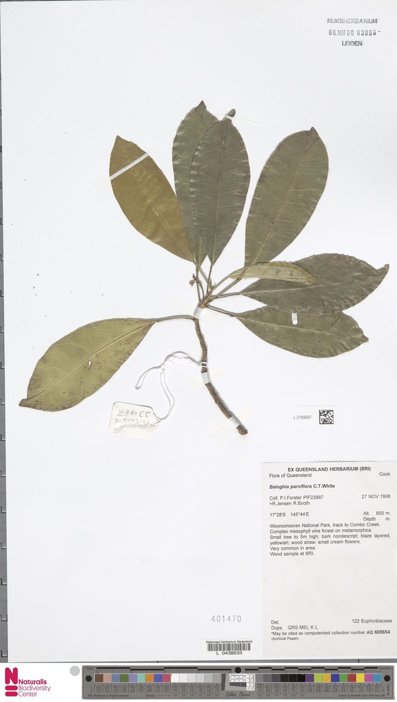 Baloghia parviflora photo 3