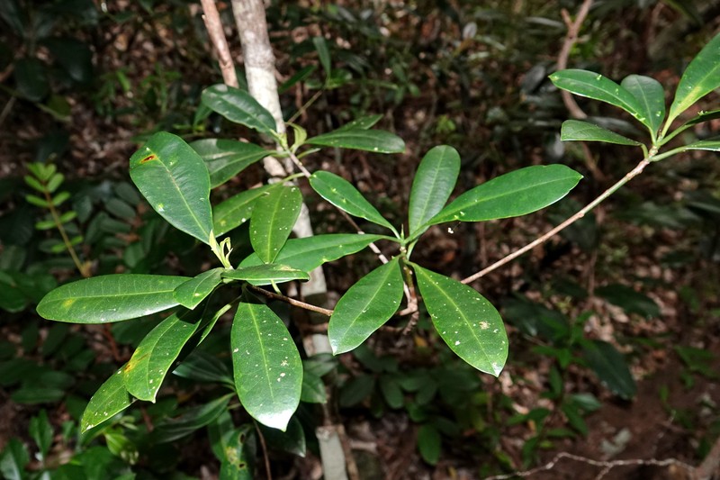 Baloghia pininsularis photo 3