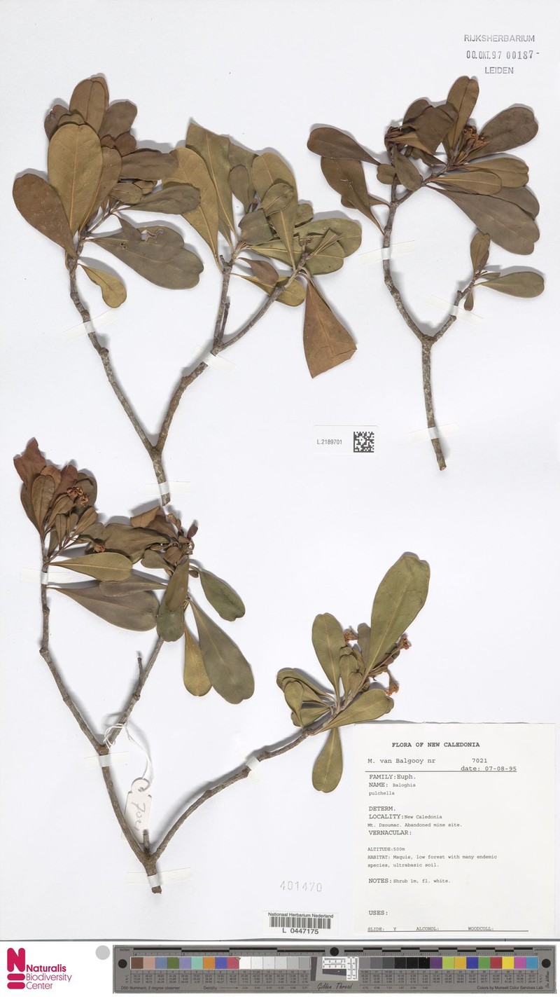 Baloghia pulchella photo 2