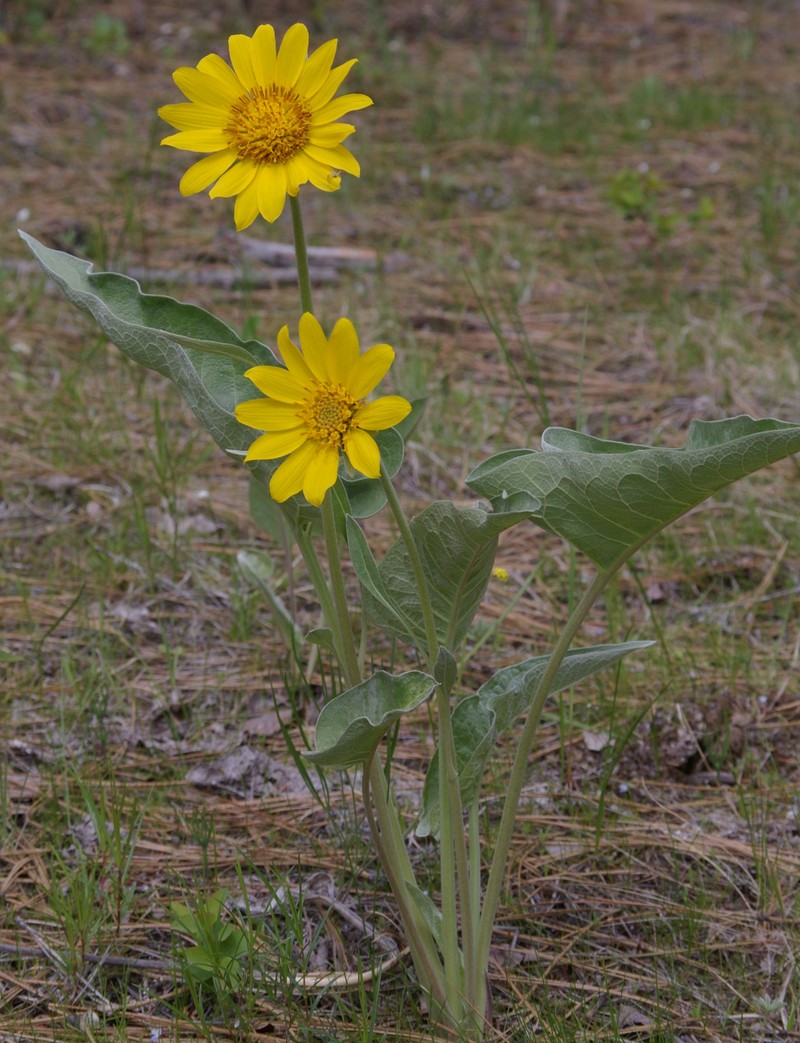 Balsamroot