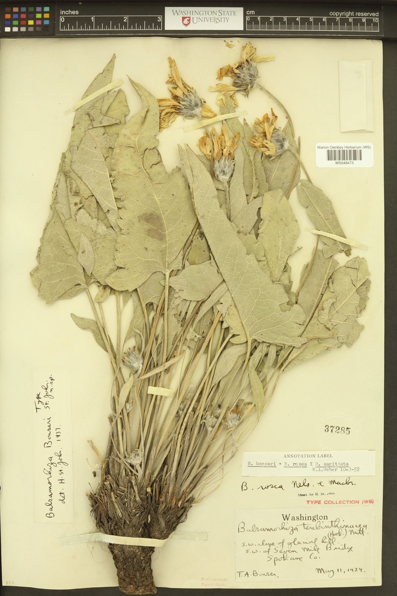 Balsamroot
