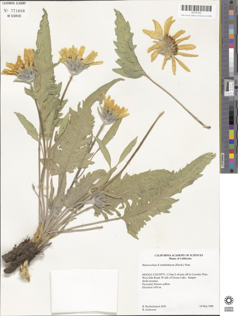 Balsamroot
