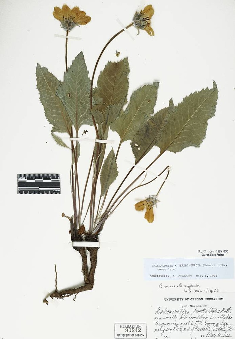 Balsamroot photo 2