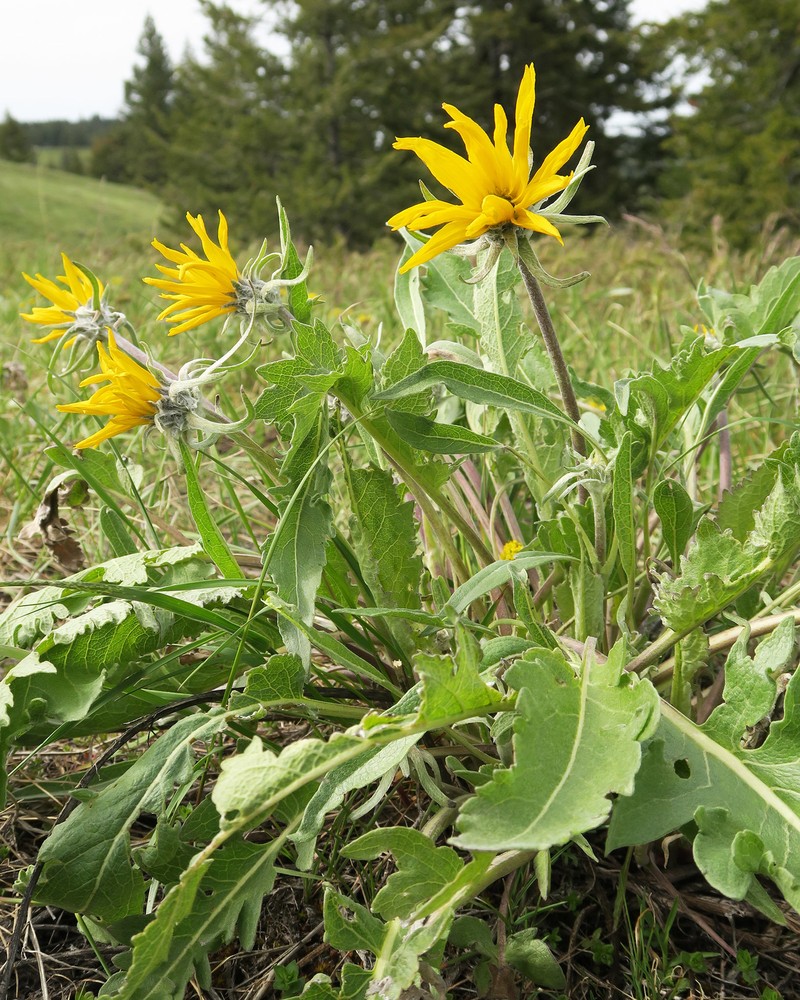 Balsamroot