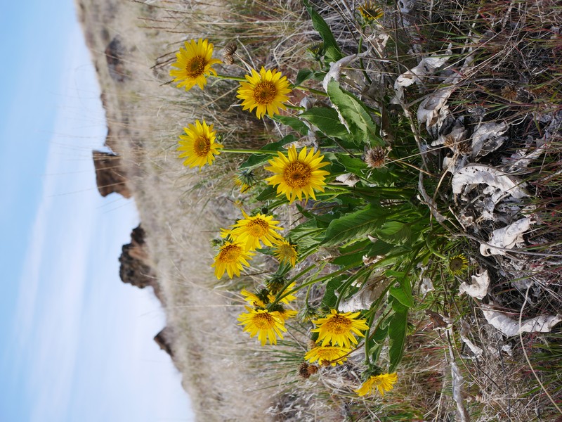 Carey's Balsamroot