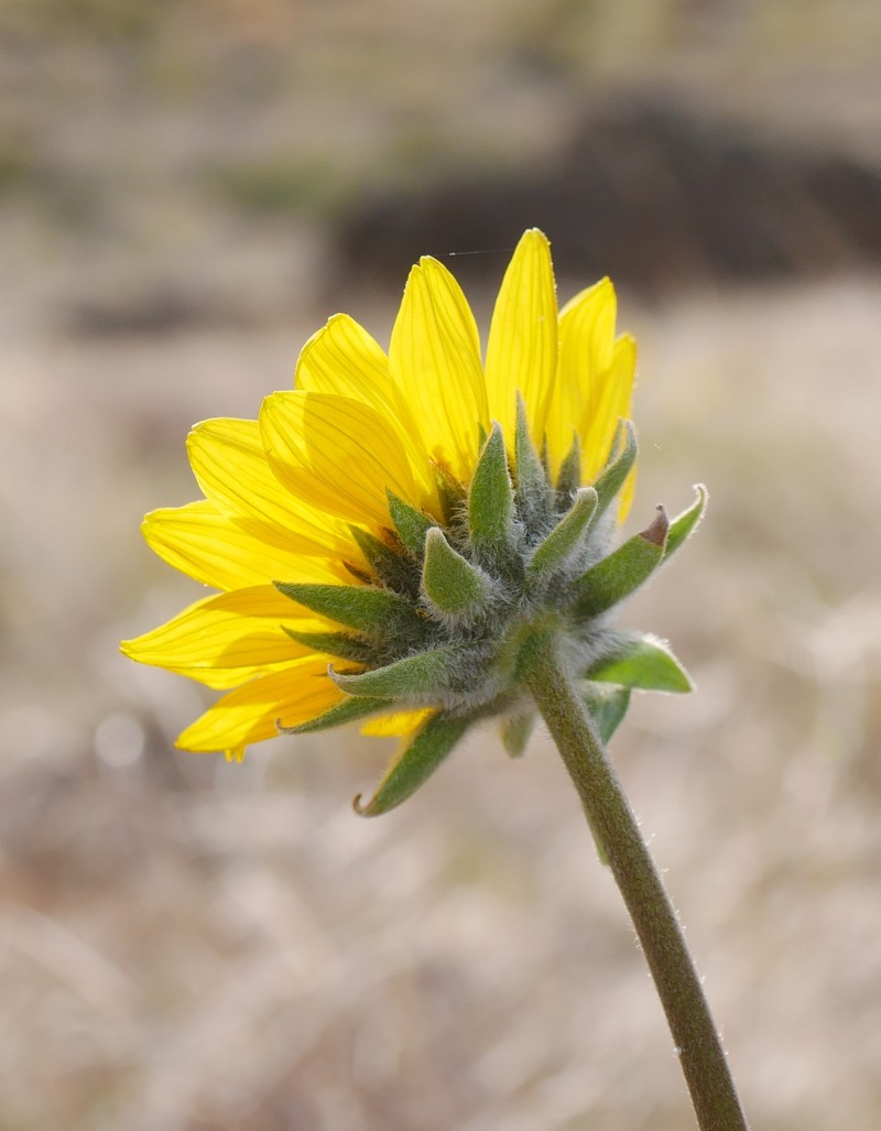 Carey's Balsamroot photo 2