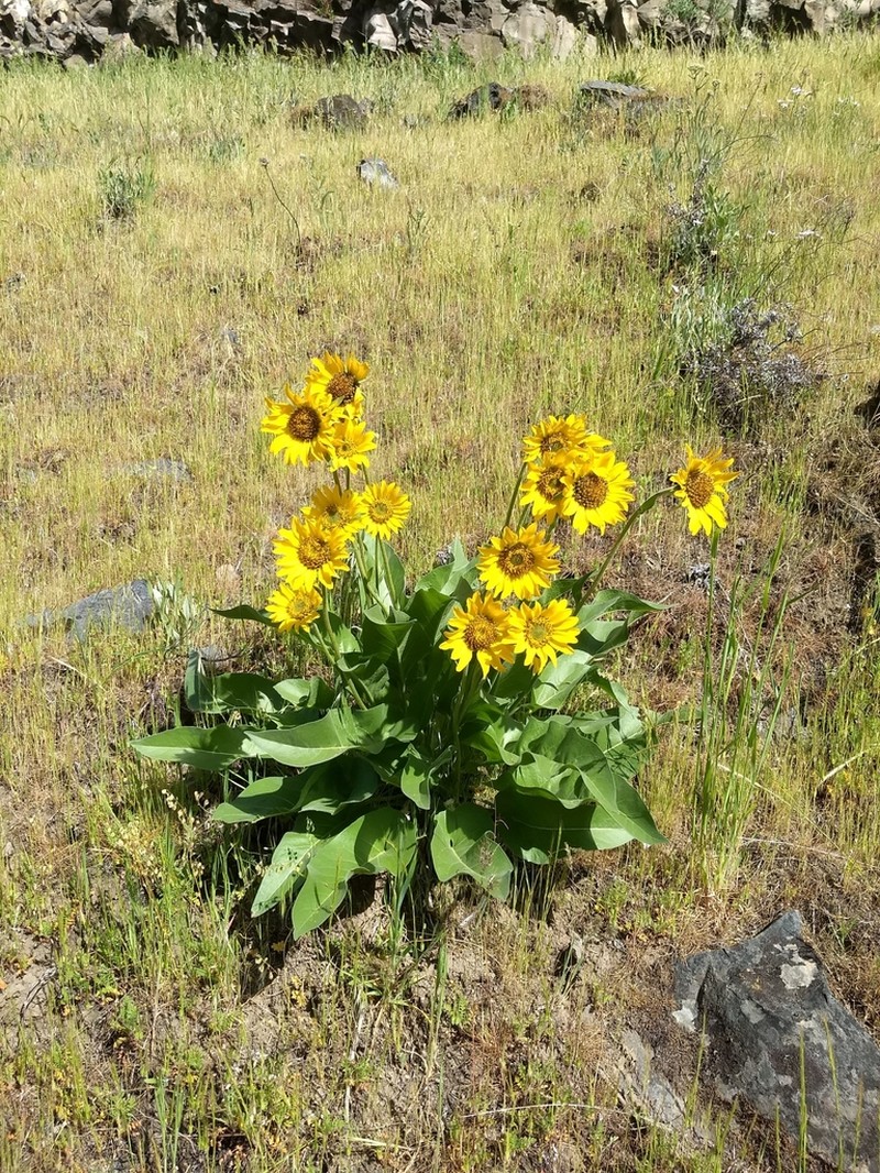 Carey's Balsamroot photo 3