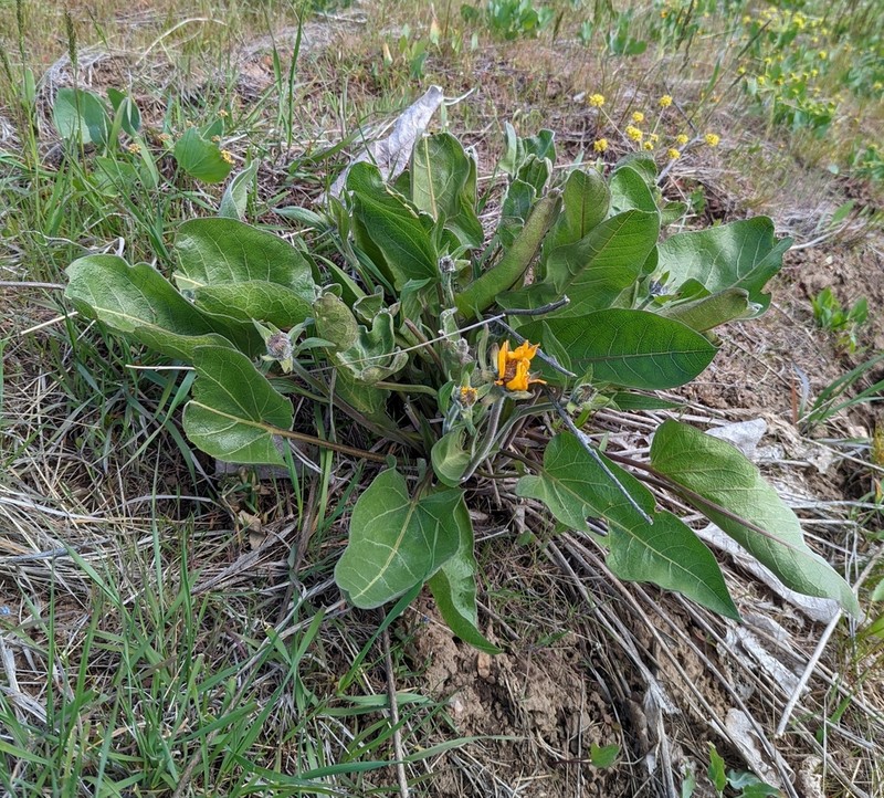 Carey's Balsamroot photo 4