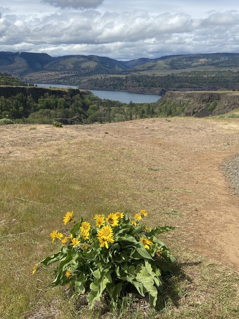 Carey's Balsamroot photo 5