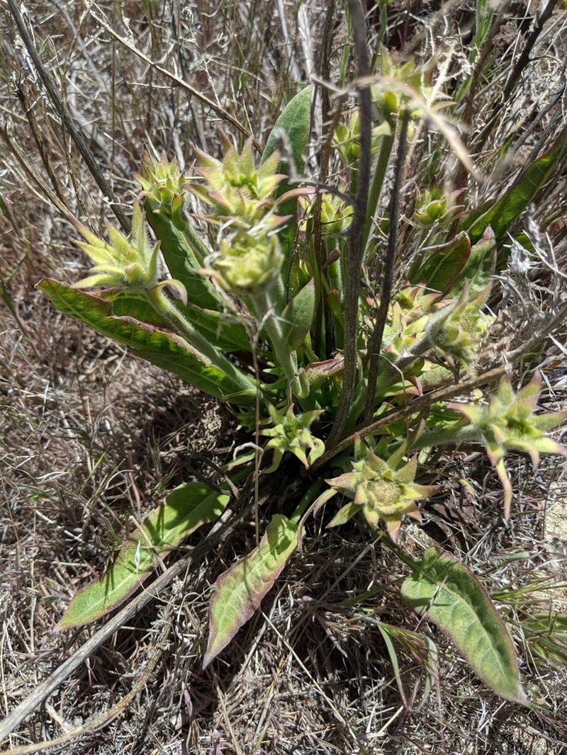 Carey's Balsamroot photo 6