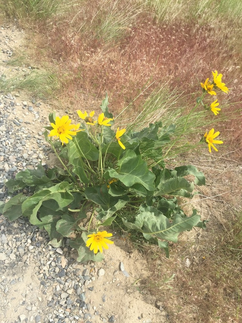 Carey's Balsamroot photo 7