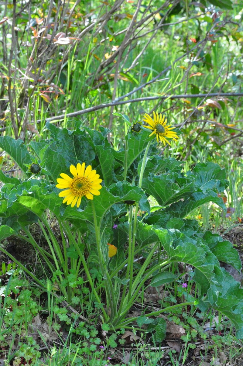Deltoid Balsamroot