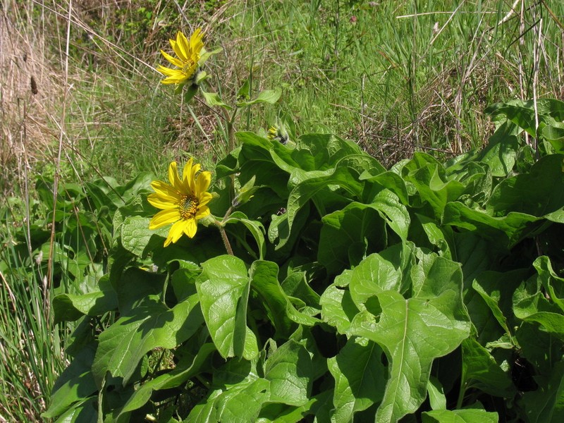 Deltoid Balsamroot photo 2