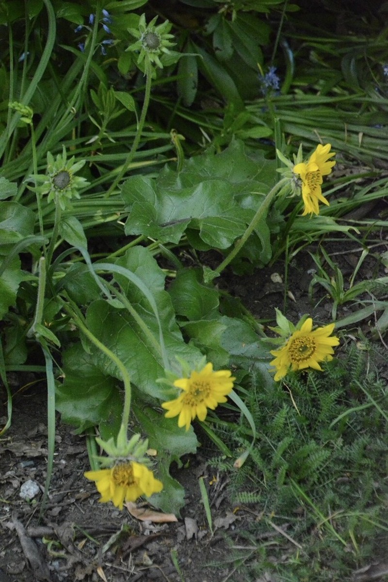 Deltoid Balsamroot photo 3