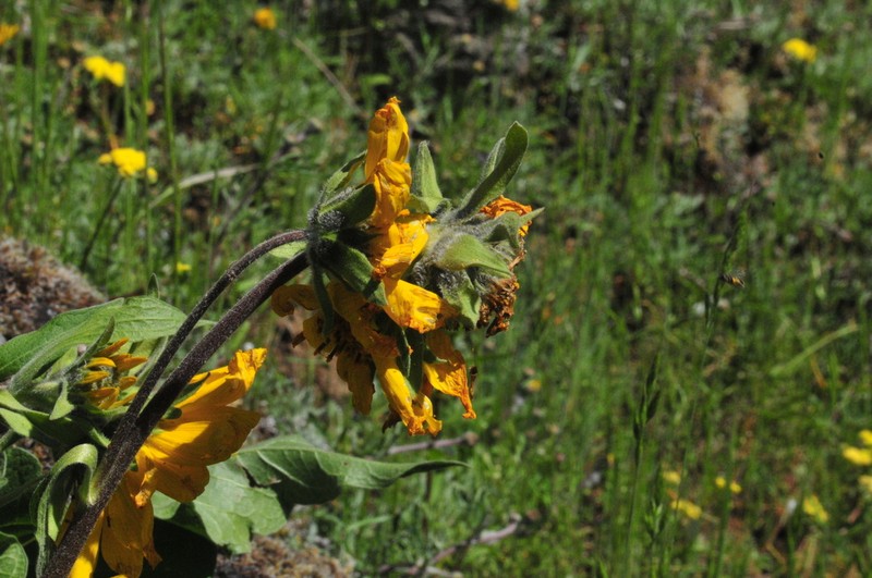 Deltoid Balsamroot photo 4