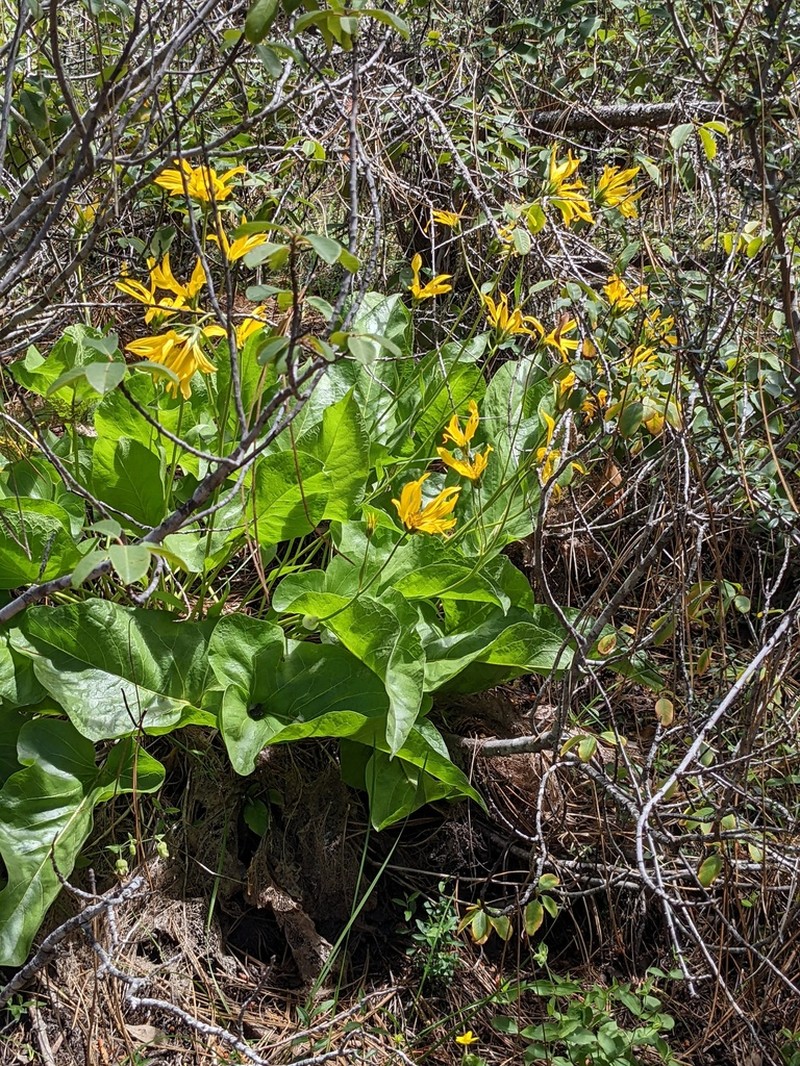 Deltoid Balsamroot photo 5