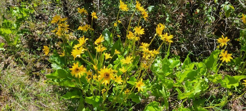 Deltoid Balsamroot photo 6
