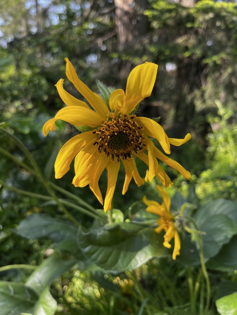Deltoid Balsamroot photo 7
