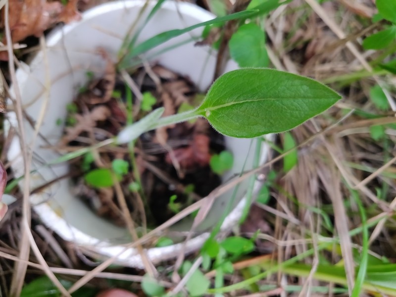 Deltoid Balsamroot photo 8