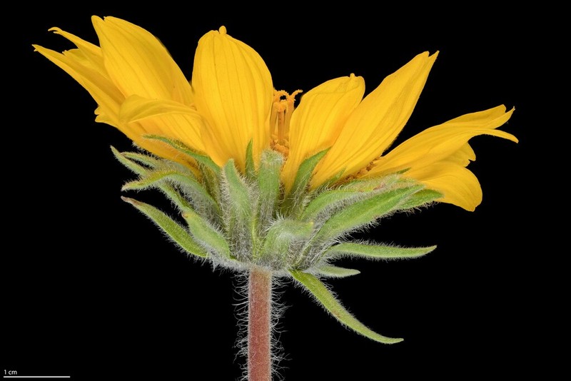 Balsamorhiza hispidula