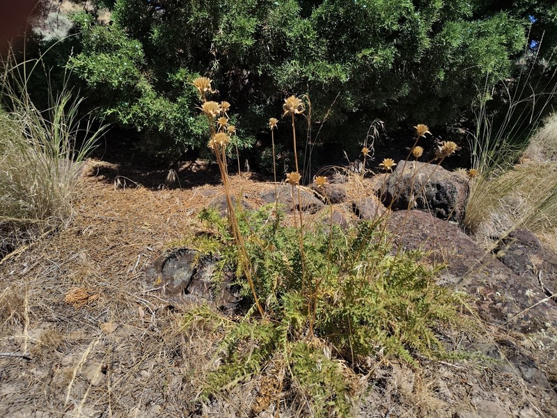 Balsamorhiza hispidula photo 2
