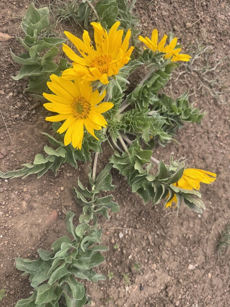 Balsamorhiza hispidula photo 3