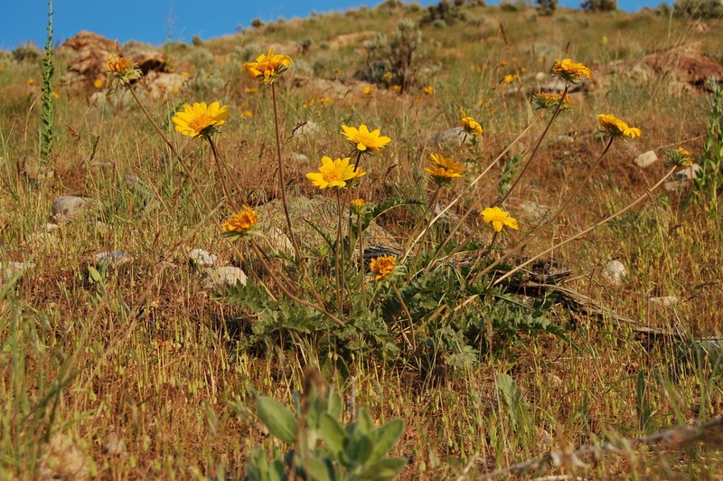 Balsamorhiza hispidula photo 4