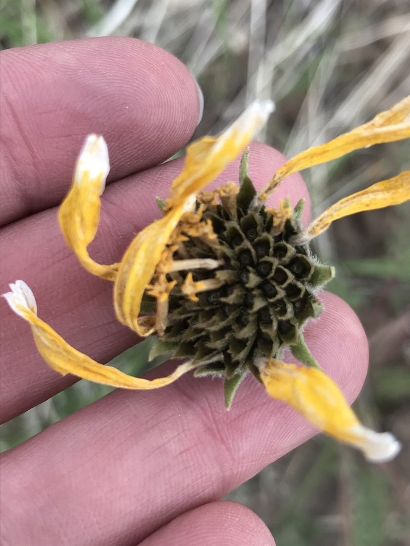 Balsamorhiza hispidula photo 5