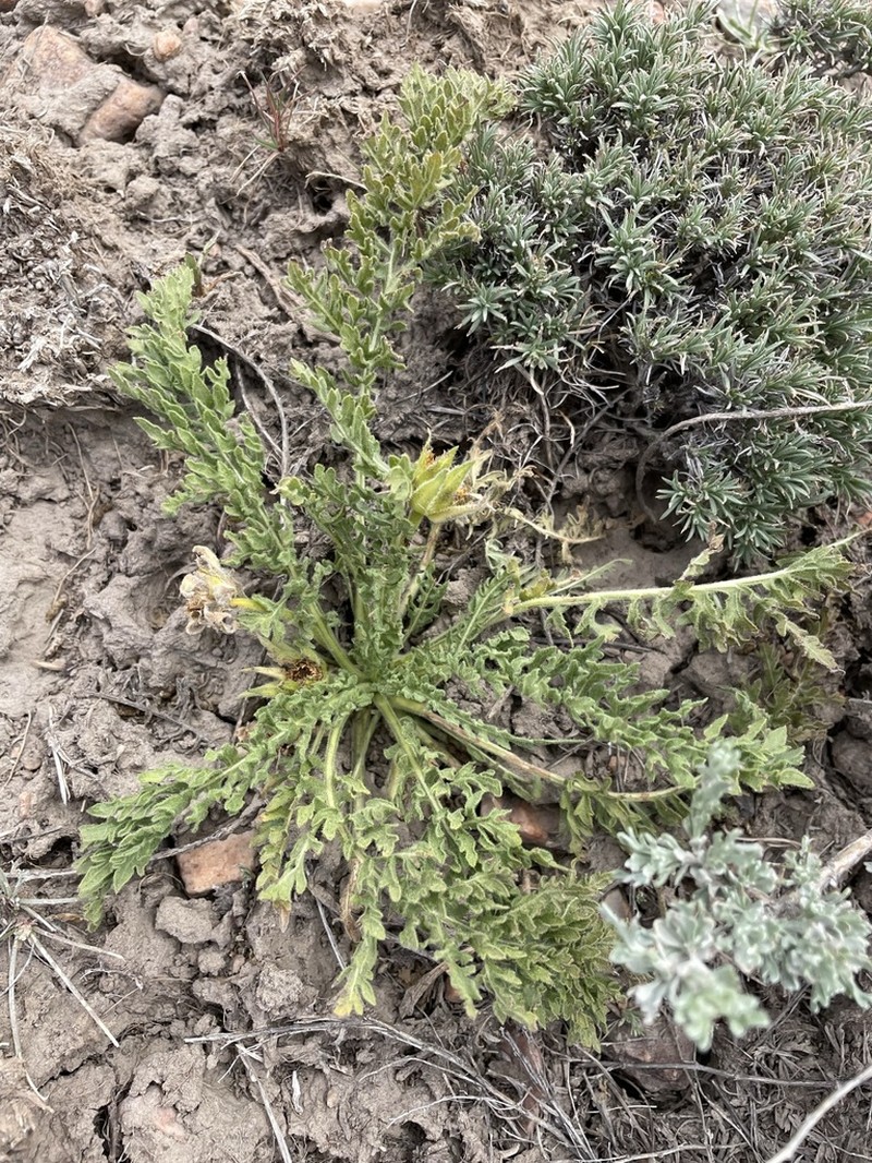 Balsamorhiza hispidula photo 6