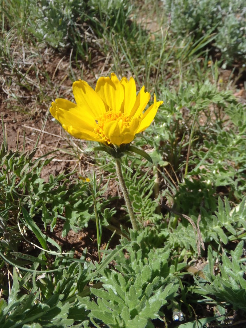 Balsamorhiza hispidula photo 7