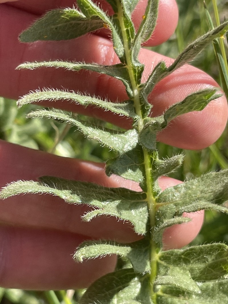 Balsamorhiza hispidula photo 8