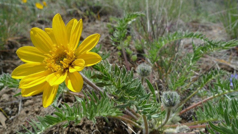 Hooker's Balsamroot