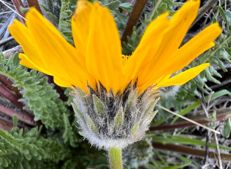 Hooker's Balsamroot photo 2
